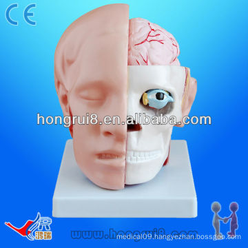 ISO Anatomical Skull Model, Head Model with Face and Brain